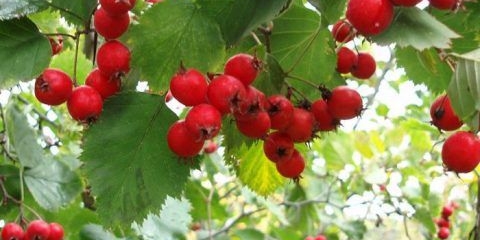 Ukrasno drveće i grmlje: glog sa jednom laticom